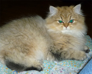 Photo de Hyona Persan Golden