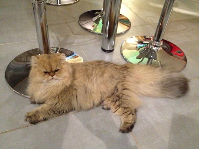 Photo de Icare Persan Golden