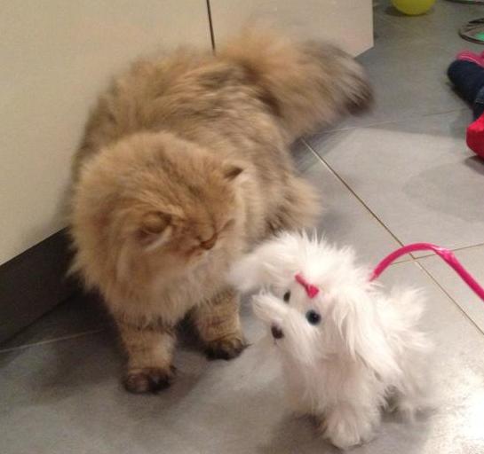 Photo de Icare Persan Golden