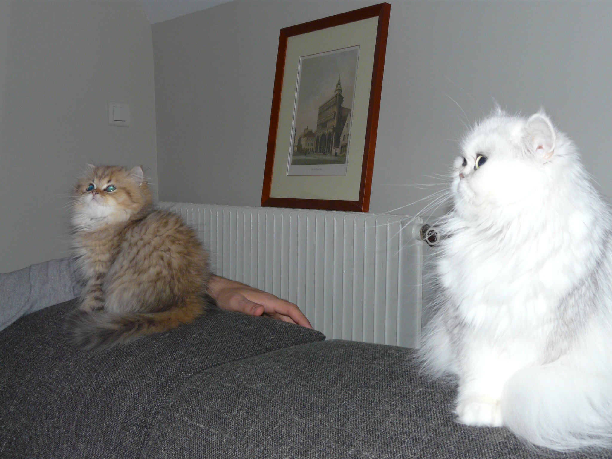 Photo de Inouck Persan Golden