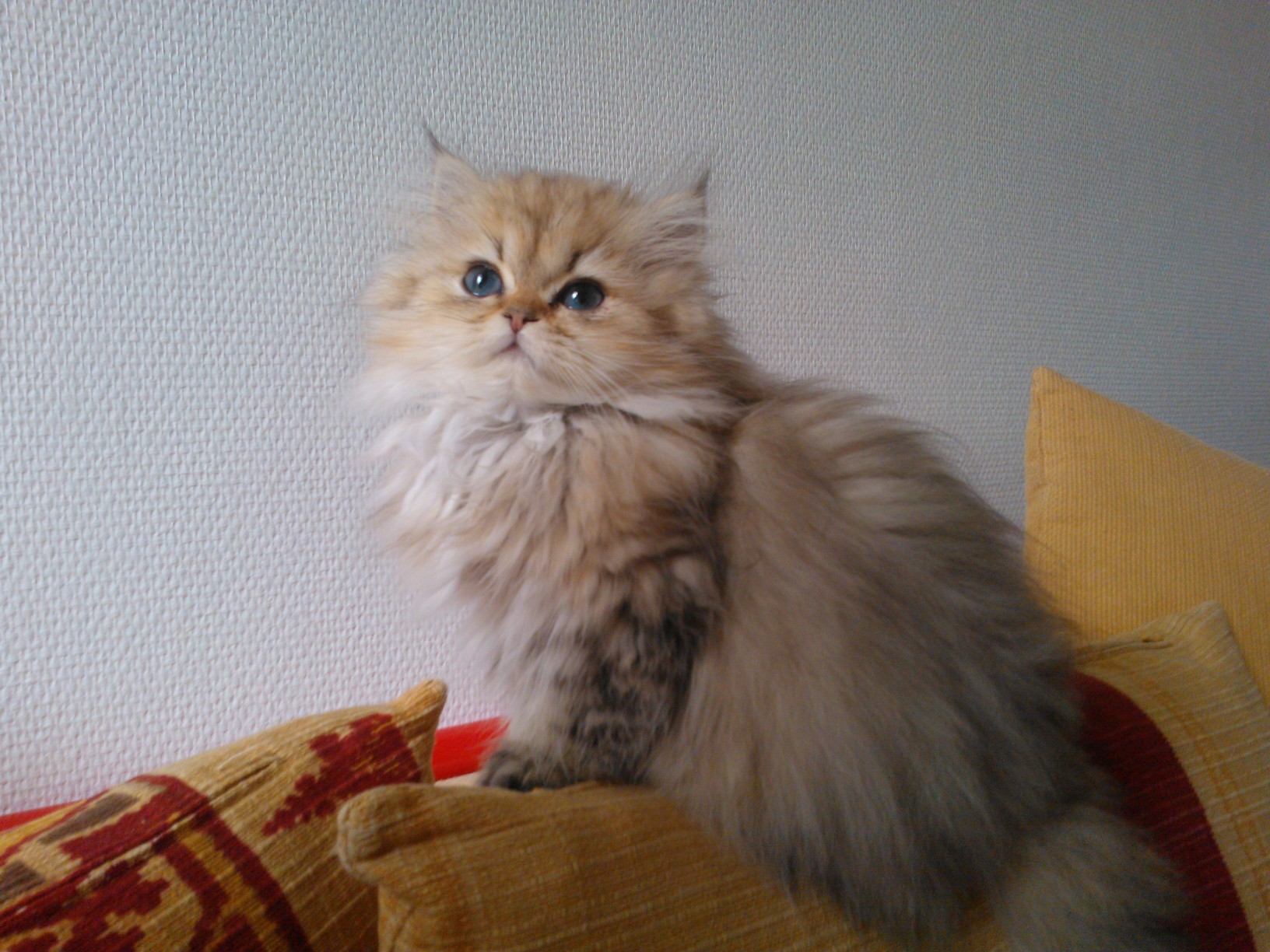 Photo de Iris Persan golden