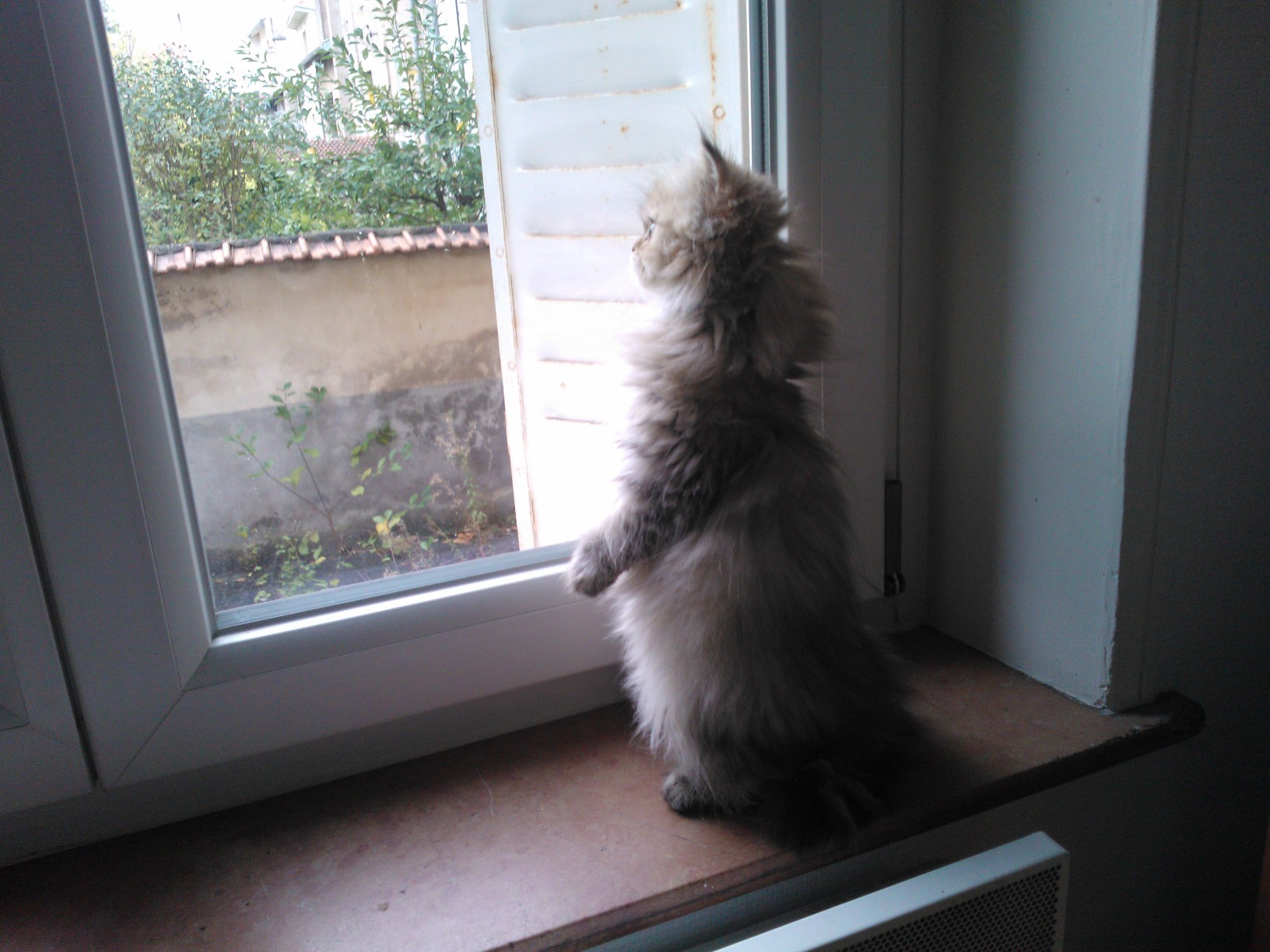 Photo de Iris Persan golden