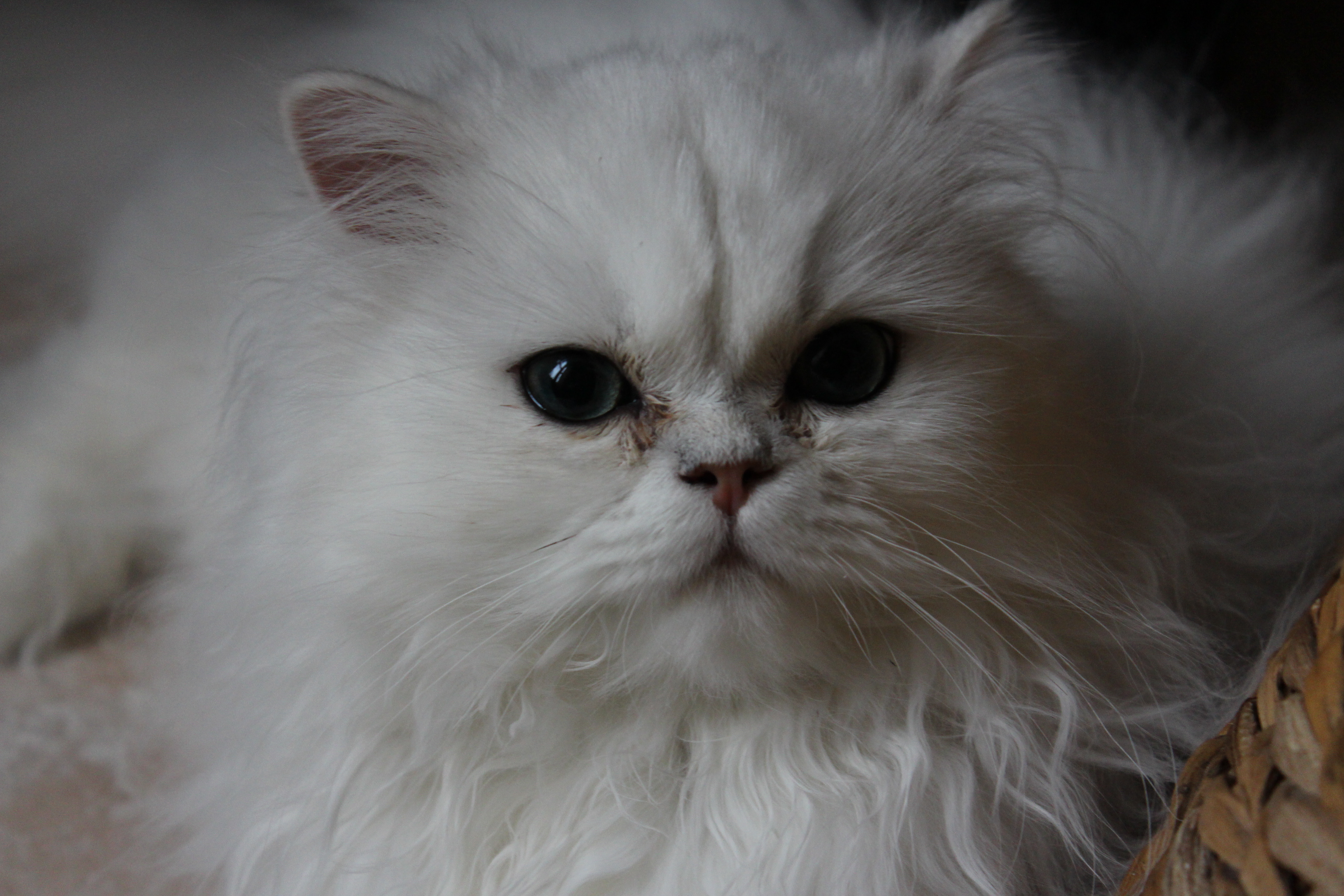 Photo de Ivoire 2 Persan Chinchilla