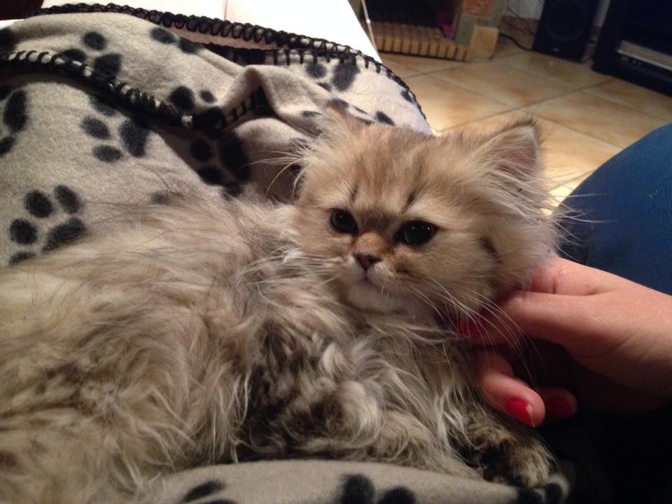 Photo de Izy Persan Golden