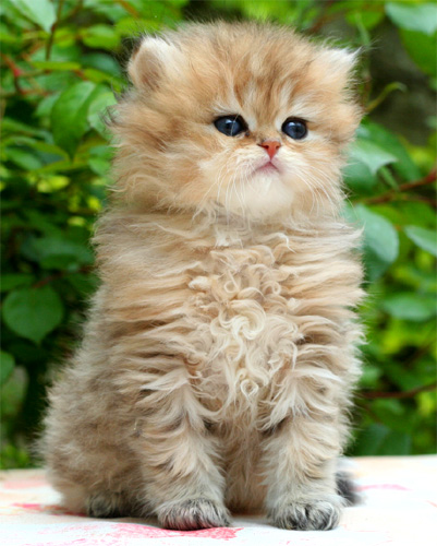 Photo de Fashion Simba Persan Golden