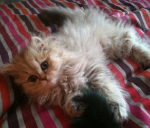 Photo de El�gante Troubinette Persan golden