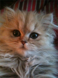 Photo de El�gante Troubinette Persan Golden