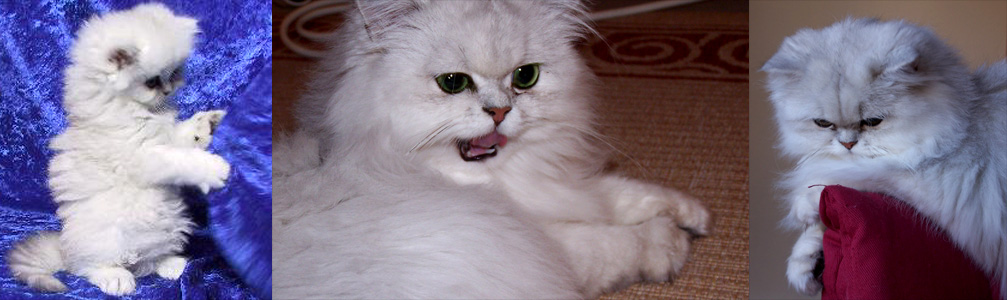 Photo de Uma persan chinchilla