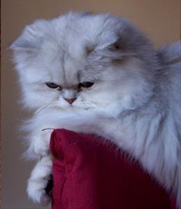 Photo de Uma Persan Chinchilla