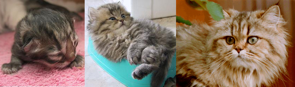 Photo de Ursuline persan chinchilla