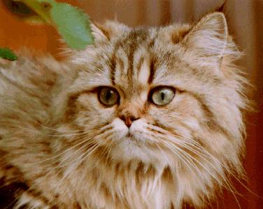 Photo de Ursuline Persan Golden