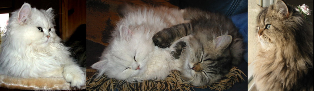 Photo de Venus et velour persan chinchilla et golden shaded