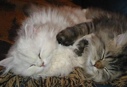 Photo de V�nus et Velour