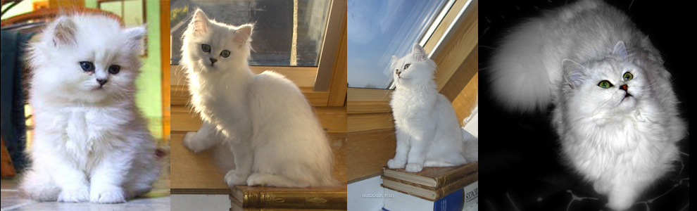 Photo de Vestale persan golden shaded