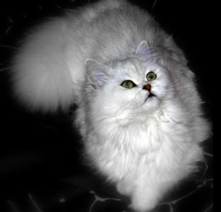 Photo de Vestale Persan Chinchilla